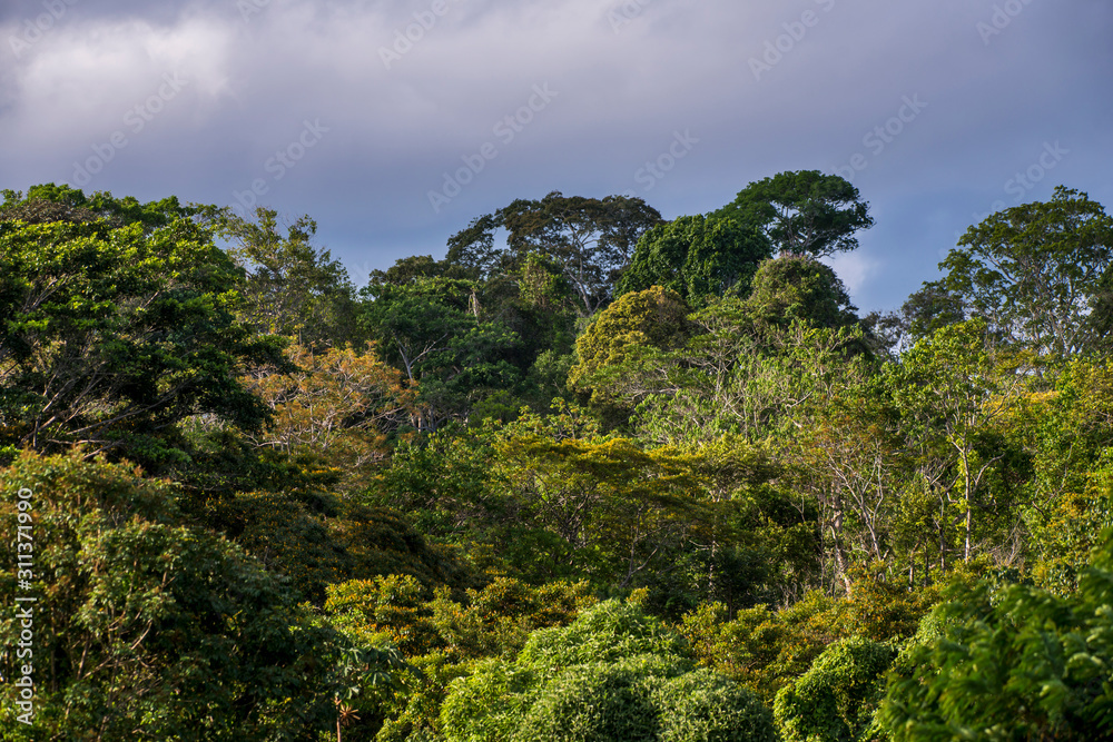 Forest photographed in Linhares, Espirito Santo. Southeast of Brazil. Atlantic Forest Biome. Picture made in 2014.