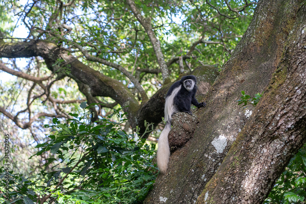 Obraz premium Wild colobus guereza monkey sitting on the branch in tropical forest near city Arusha, Tanzania, Africa