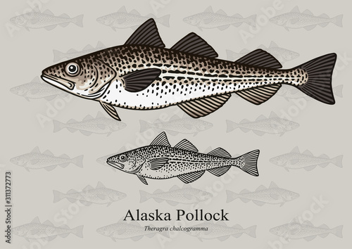 Alaska Pollock, Mintai. Vector illustration with refined details and optimized stroke that allows the image to be used in small sizes (in packaging design, decoration, educational graphics, etc.)