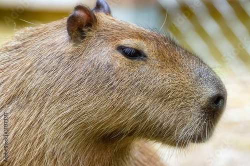 Wallpaper Mural Capybara Torontodigital.ca