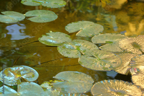 Fresh bright green leaves of a water lily on the surface of a pond