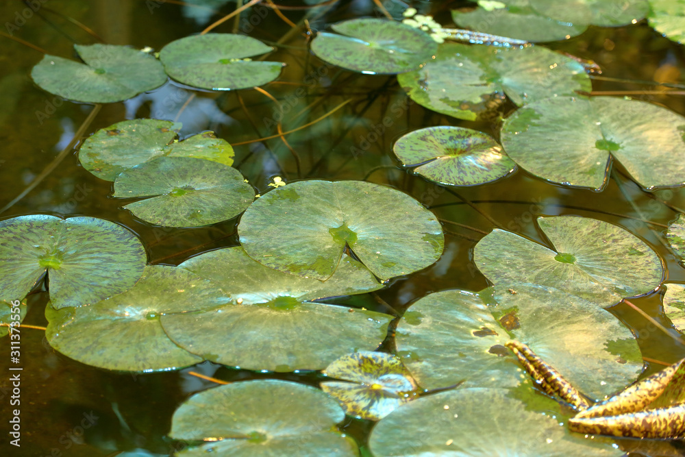 Fresh bright green leaves of a water lily on the surface of a pond Fresh bright green leaves of a water lily on the surface of a pond