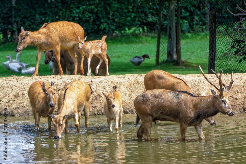 herd of deer in forest herd of deer in forest
