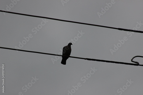 pombo na linha de transmissão de energia © Marcelo