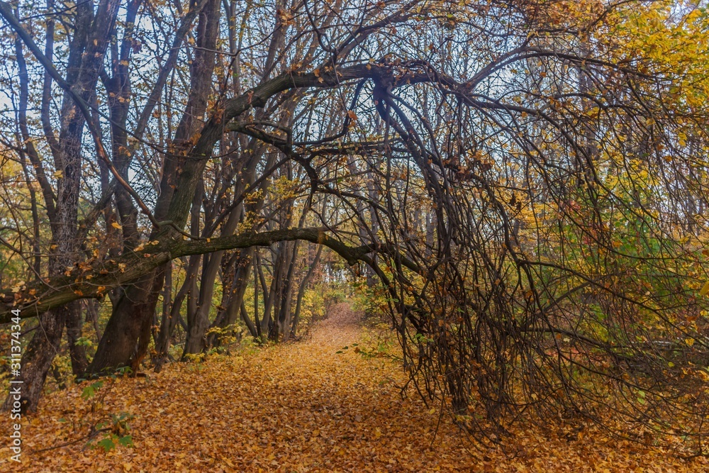 Fototapeta premium Morning walks in the forest and near the Dnieper River. Kiev region. Ukraine. October 20, 2019