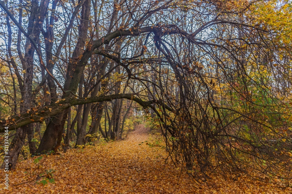 Morning walks in the forest and near the Dnieper River.  Kiev region.  Ukraine.  October 20, 2019
