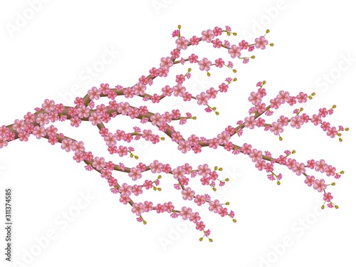 Beautiful realistic sacura branch with blooming flowers and buds. Spring cherry blossom