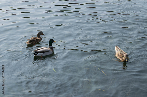Ducks swimming in a lake	
