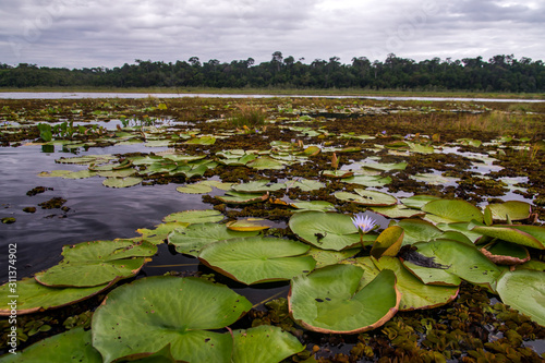 Macuco Lagoon photographed in Linhares, Espirito Santo. Southeast of Brazil. Atlantic Forest Biome. Picture made in 2014. © Leonardo