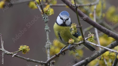 blue tit in yellow flowers