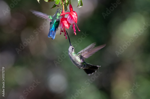 Hummingbird Trochilidae Flying gems ecuador costa rica panama