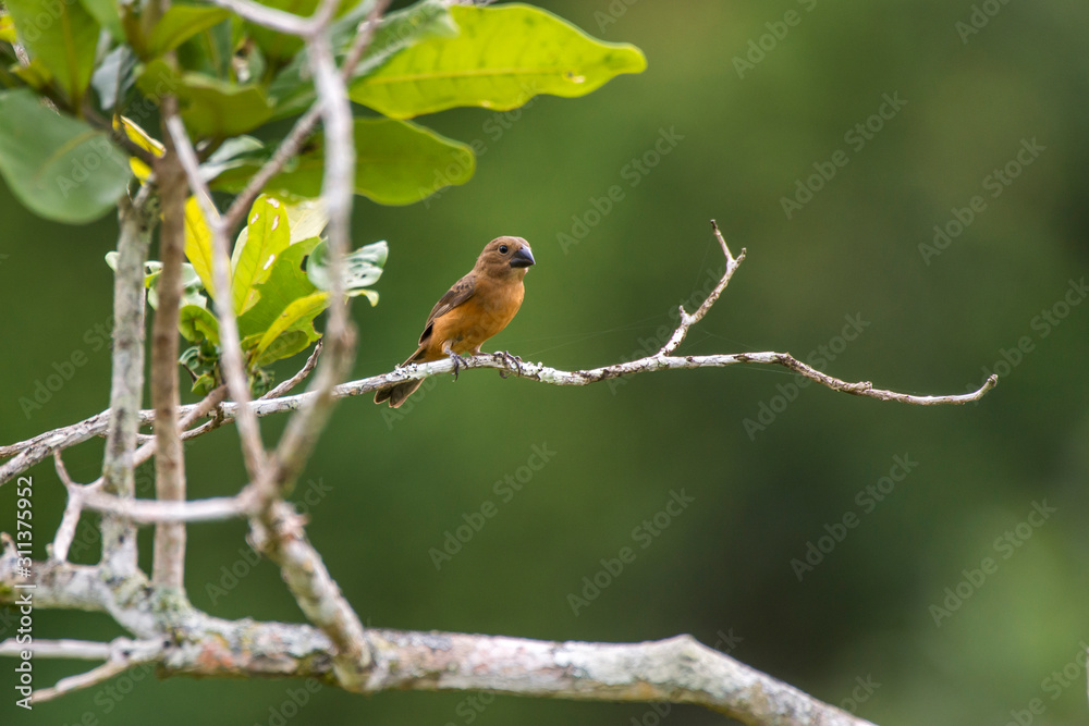 Obraz premium Bird photographed in Linhares, Espirito Santo. Southeast of Brazil. Atlantic Forest Biome. Picture made in 2014.