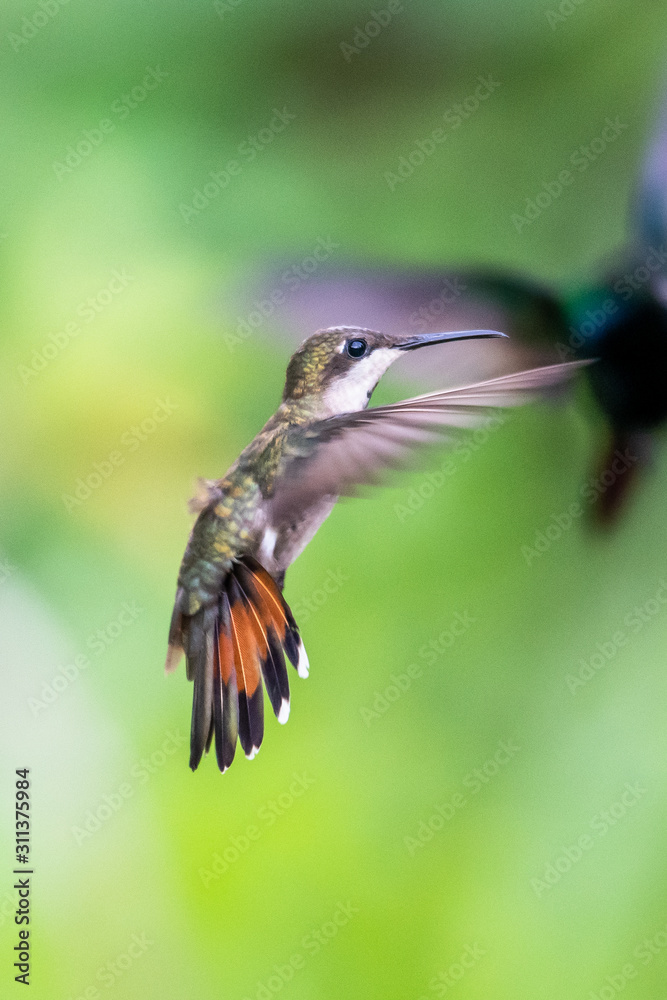Hummingbird(Trochilidae)Flying gems ecuador costa rica panama