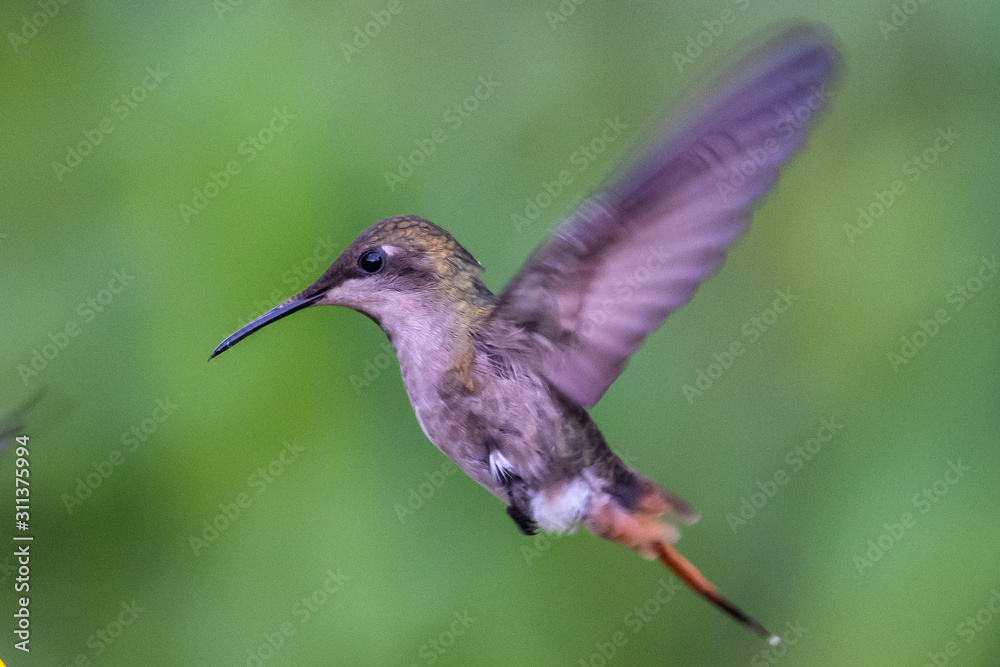 Fototapeta premium Hummingbird(Trochilidae)Flying gems ecuador costa rica panama