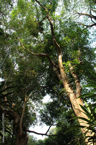 plateau des bolovens - laos  photo