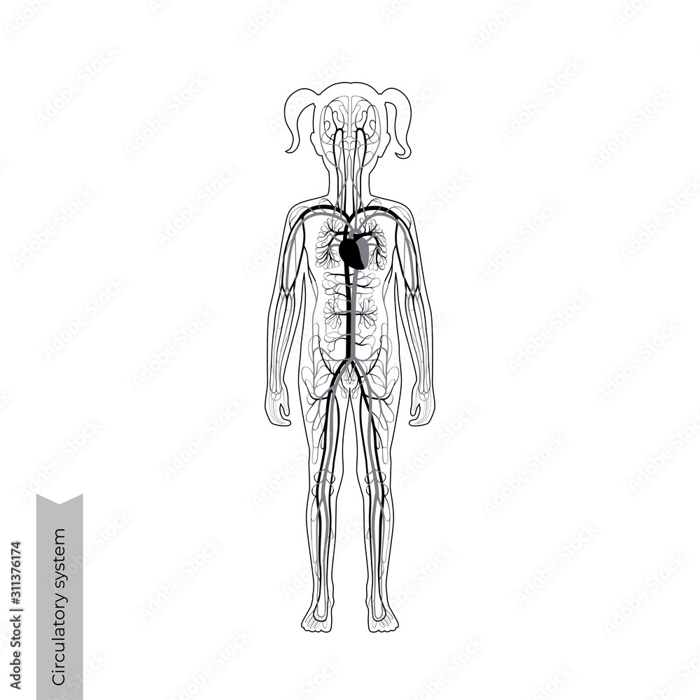 circulatory system anatomy