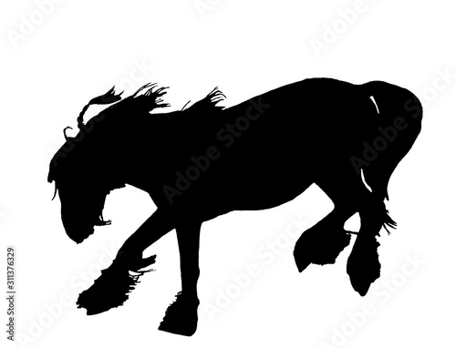 Bilde på lerret Irish Tinker Pferd Silhouette