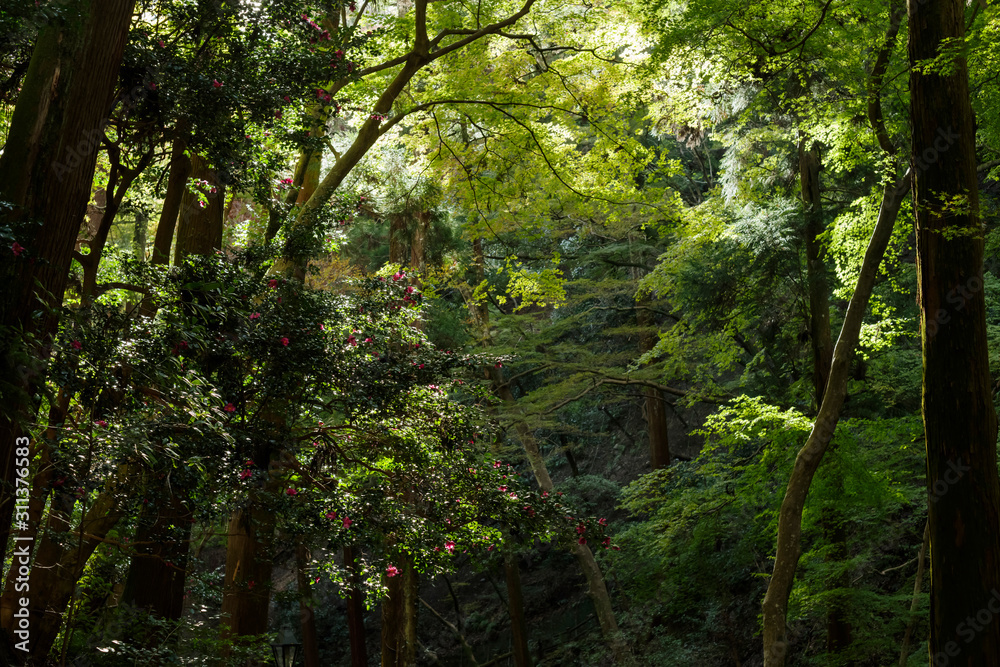 Naklejka premium サザンカの咲く森