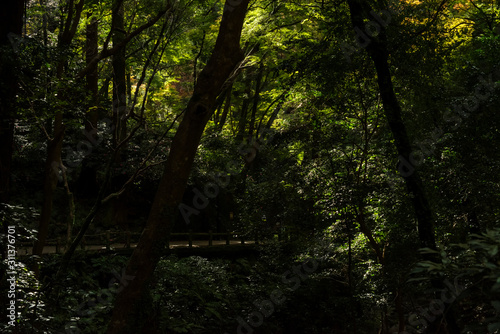 明治の森箕面国定公園・薄暗い滝道の風景