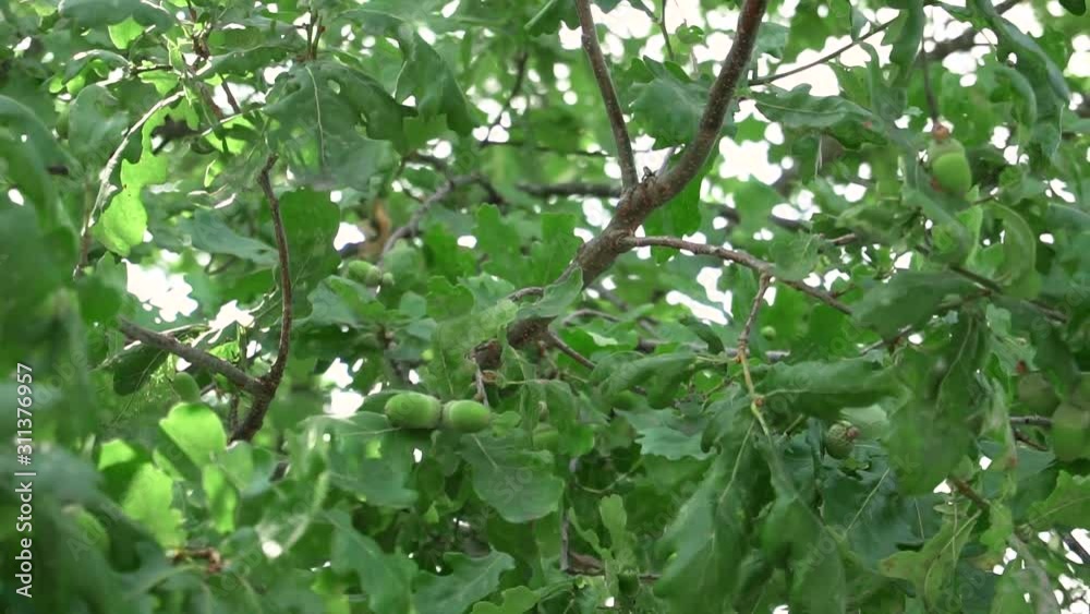 Green leaves on a tree in summer Green leaves on a tree in summer