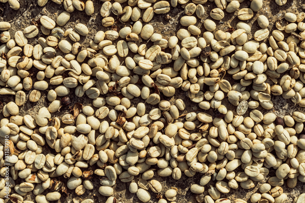Coffee beans are drying at coffee farm..