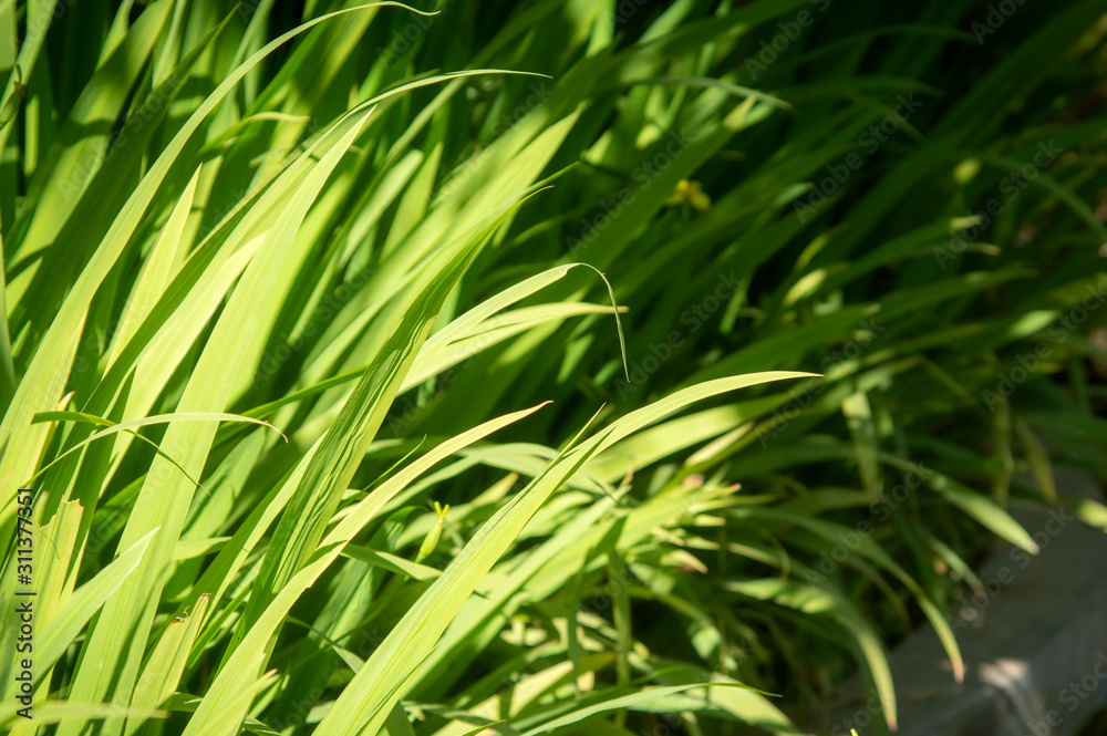 Green nature background of long leaf grass under summer sunlight. Green nature background of long leaf grass under summer sunlight.