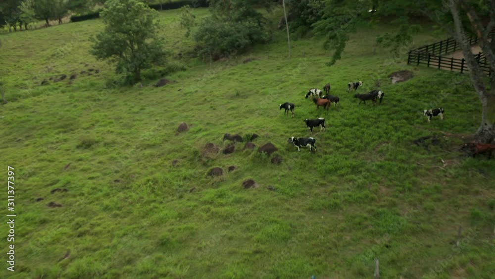 Aerial shot of cows eating grass in grassland Aerial shot of cows eating grass in grassland