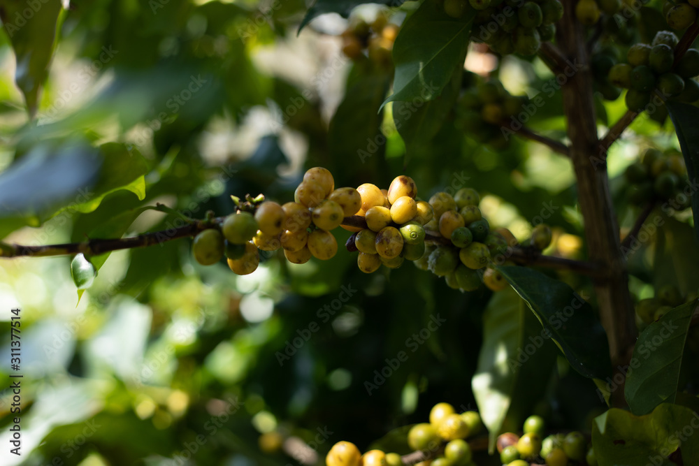 Coffee tree with ripe berries on farm.. Coffee tree with ripe berries on farm..
