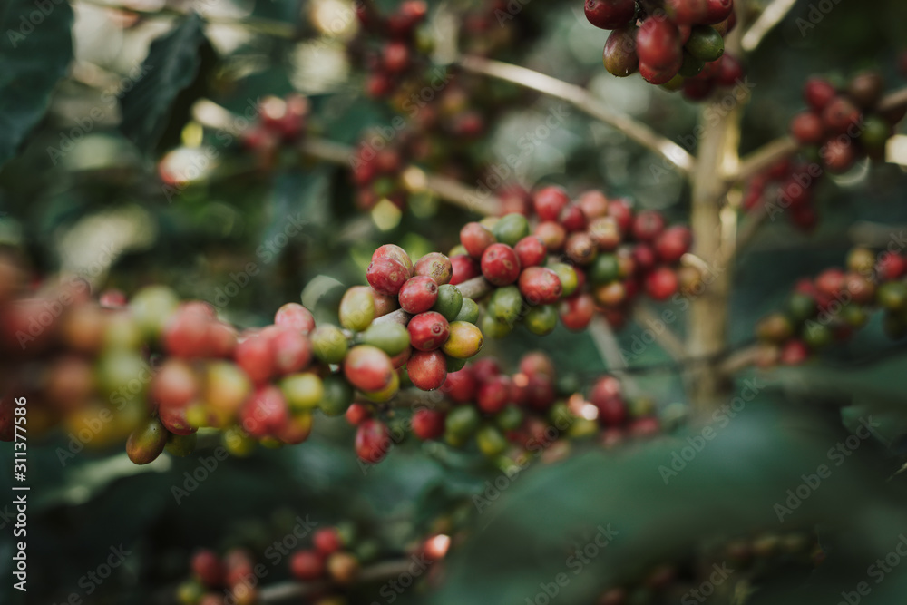 Obraz premium Coffee tree with ripe berries on farm..