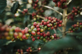 Coffee tree with ripe berries on farm..