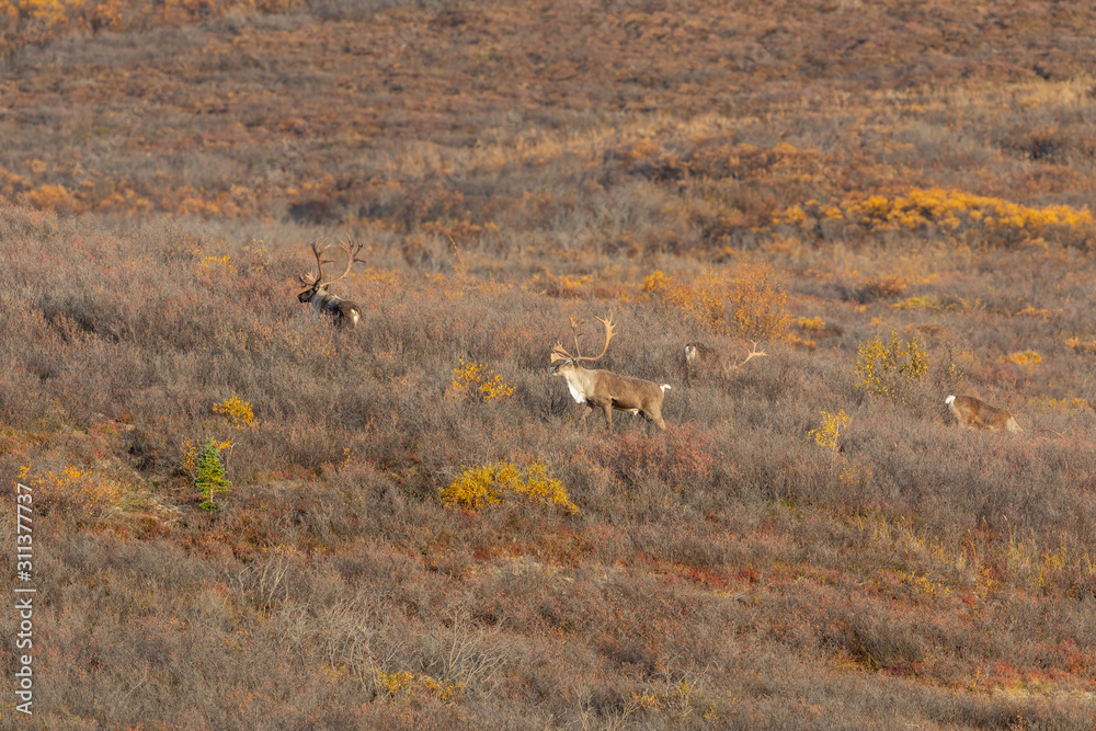 Barren Ground Caribou Bulls in Autumn in Alaska Barren Ground Caribou Bulls in Autumn in Alaska