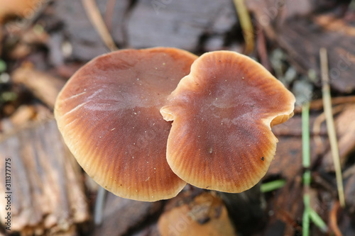 Macrocystidia cucumis, known as Cucumber Cap, wild mushroom from Filnland