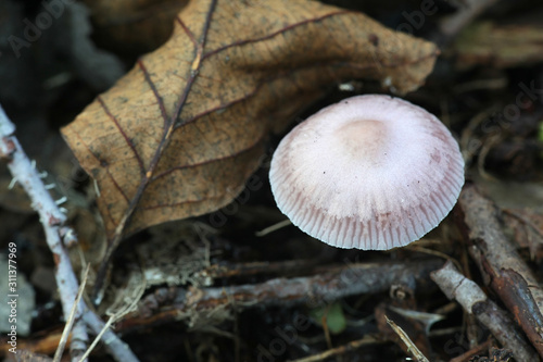 Inocybe lilacina, known as Lilac Fibercap, wild poisonous mushrooms from Finland