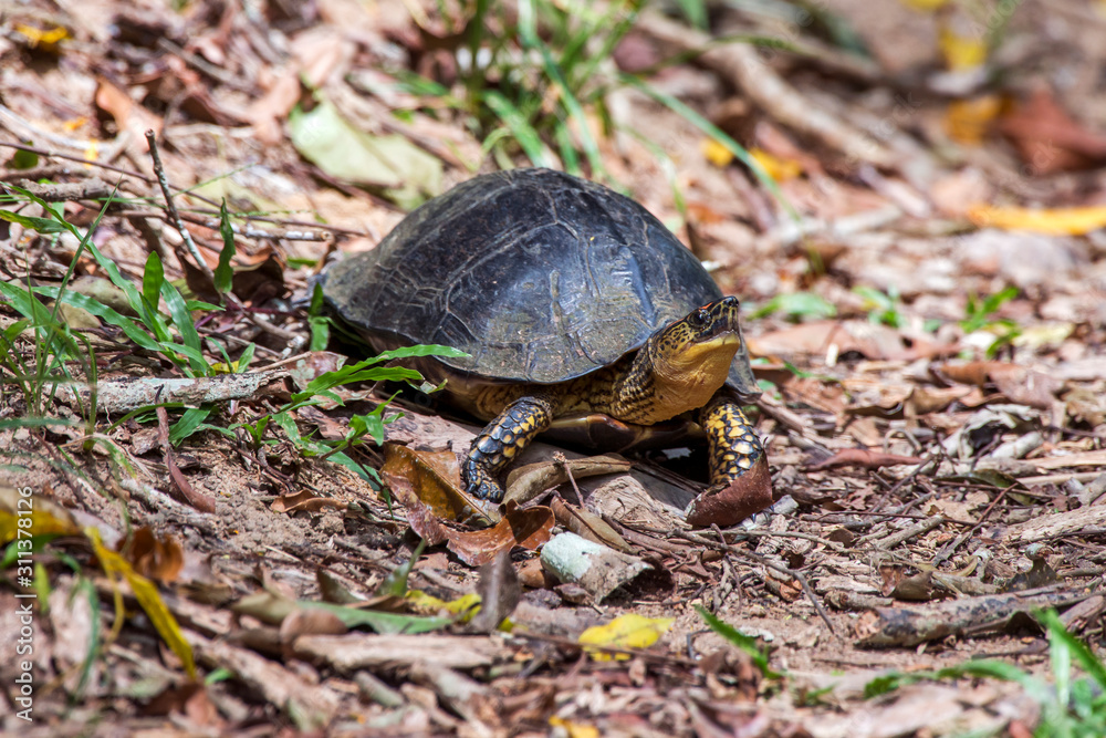 Obraz premium Turtle photographed in Linhares, Espirito Santo. Southeast of Brazil. Atlantic Forest Biome. Picture made in 2014.
