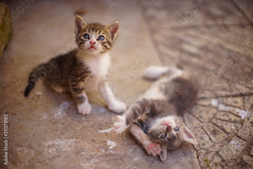 Fotografie, Obraz Two cute kittens are played on the stone floor in the summer yard