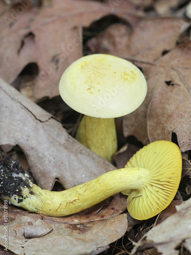 Tricholoma sulphureum, known as sulphur knight or gas agaric, wild knight mushroom from Finland photo