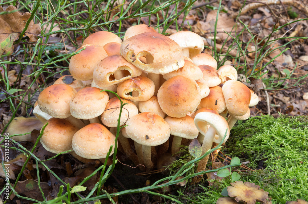 Collection Hypholoma fasciculare, oat forest, clustered forest lover, forest mushroom. On mossy tree stump. Collection Hypholoma fasciculare, oat forest, clustered forest lover, forest mushroom. On mossy tree stump.