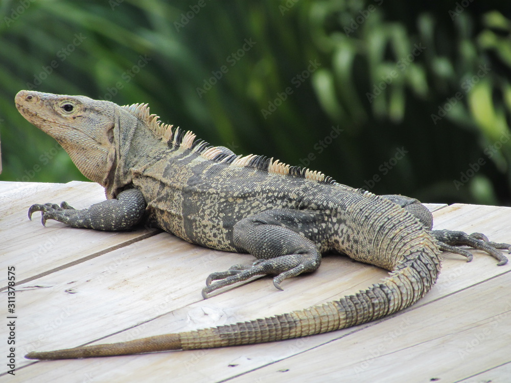 Fototapeta premium Black spiny-tailed iguana (Ctenosaura similis), Costa Rica