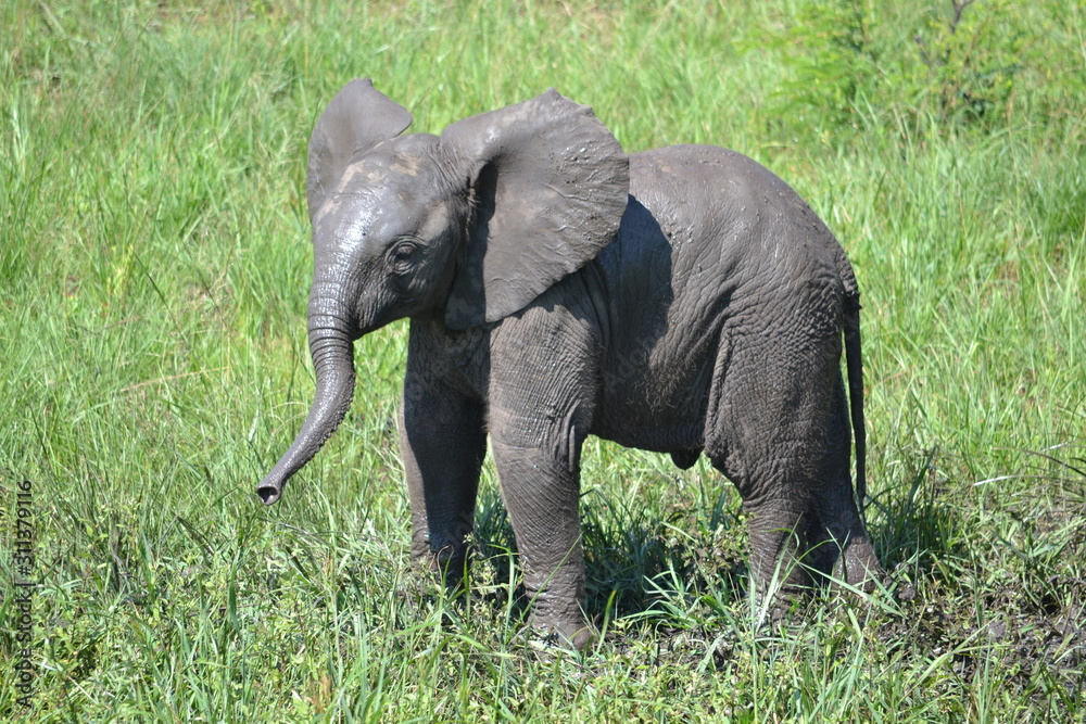 Obraz premium baby elephant