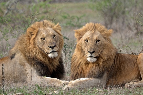 Fototapeta Naklejka Na Ścianę i Meble -  lion in africa