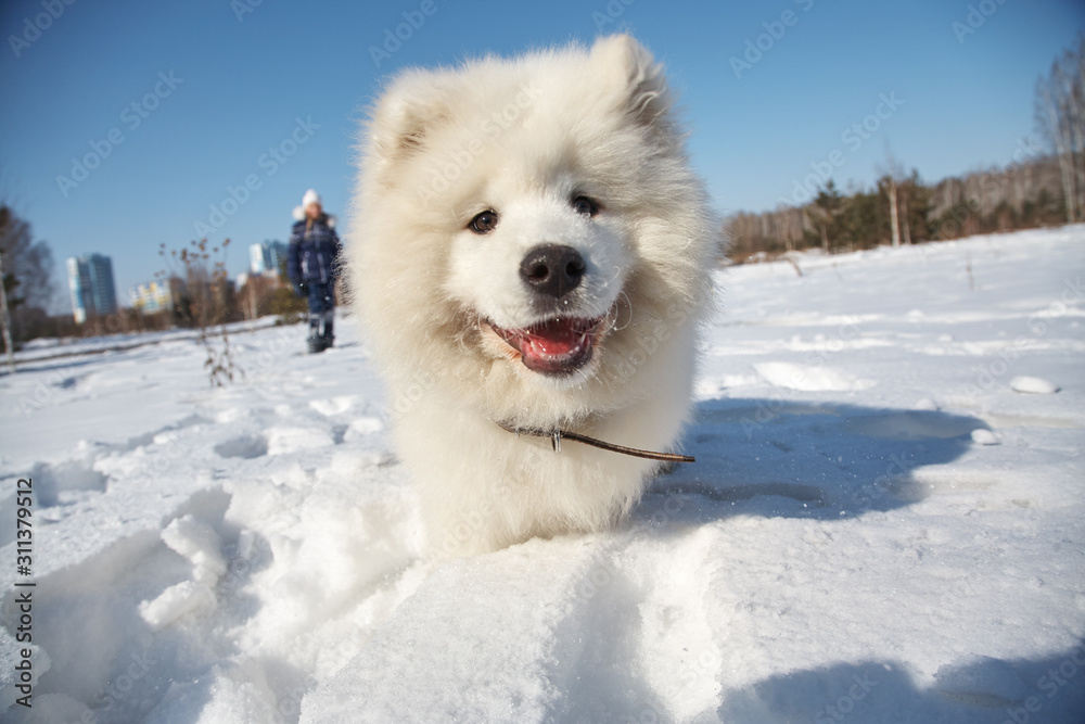 Samoyed husky puppy dog playing in snow in the winter outdoors. Samoyed husky puppy dog playing in snow in the winter outdoors.