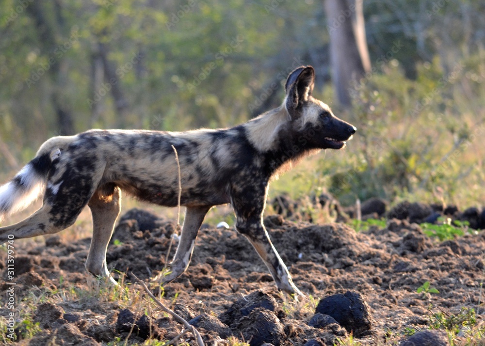 Fototapeta premium wild dog in Africa