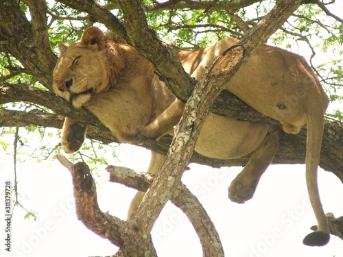 lion in africa