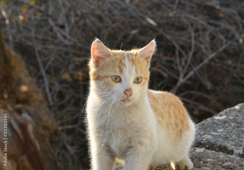 portrait of a cat in the garden