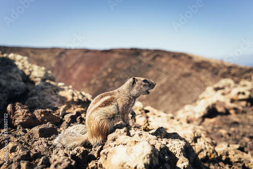 Kleines Streifenhörnchen auf Fuerteventura
