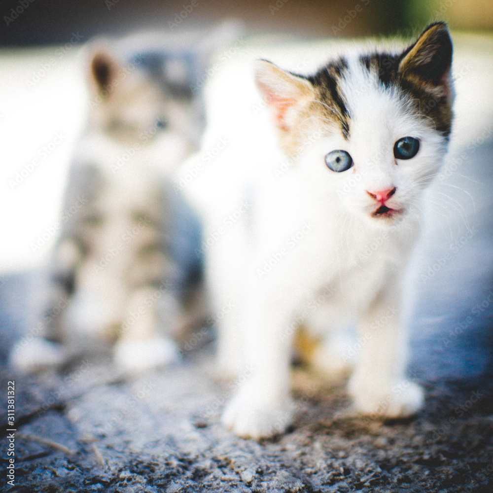 Lovely white kitten with blue eyes, two cute kittens are walk in the summer yard.