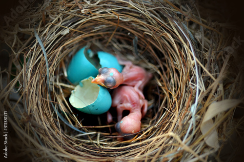 Fotografie Bird nest egg