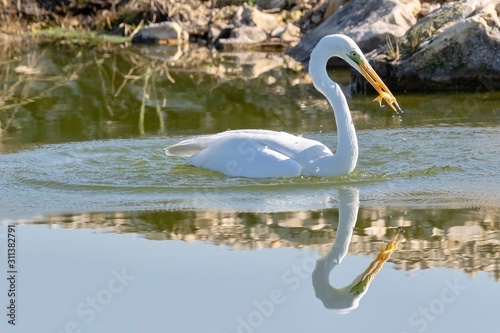 great egret in water