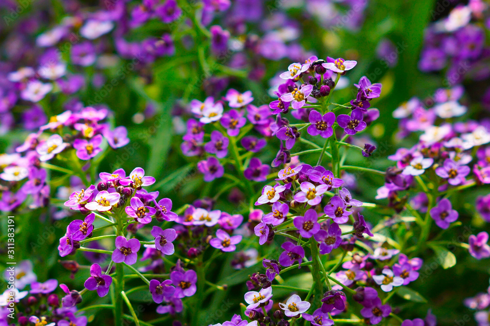 purple flowers in the garden