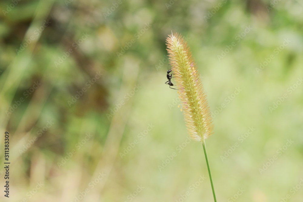 closeup of green grass and black ant on blurred background